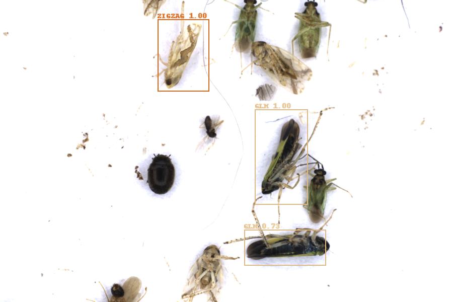 Image 5